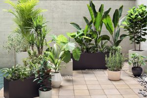 12种盆景植物3D模型