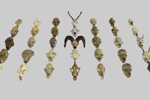 35款fbx动物头骨化石艺术室内装饰品C4D模型Blend格式3d素材
