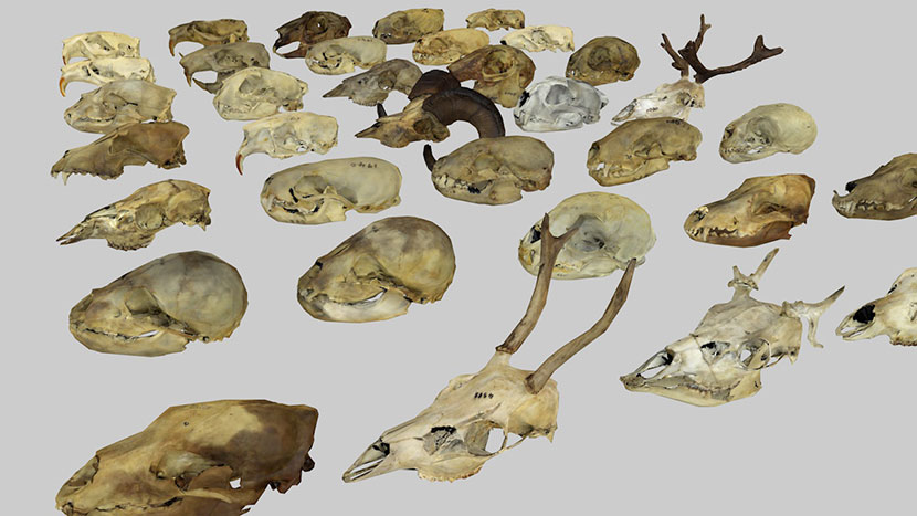 35款fbx动物头骨化石艺术室内装饰品C4D模型Blend格式3d素材