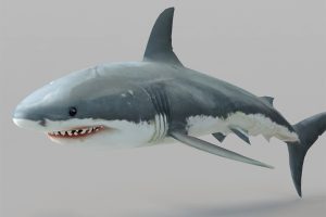 鲨鱼C4D模型海洋生物创意场景3D模型素材
