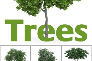 32个景观树木C4D模型合集 Trees