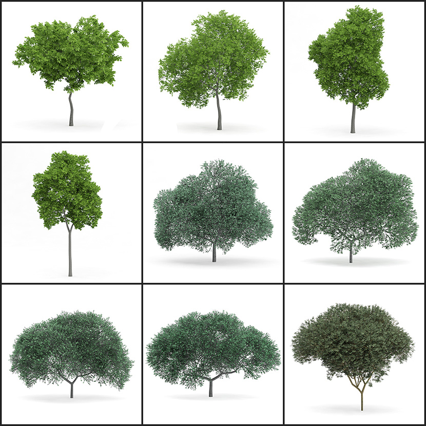 32个景观树木C4D模型合集 Trees