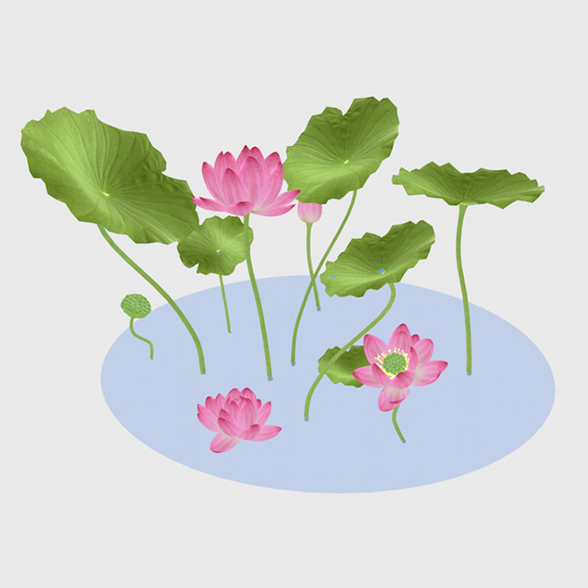 池塘莲花荷花荷叶花卉绿植物C4D工程模型立体场景3D设计素材