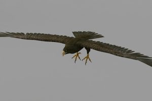 飞翔的老鹰C4D模型创意场景3D模型素材