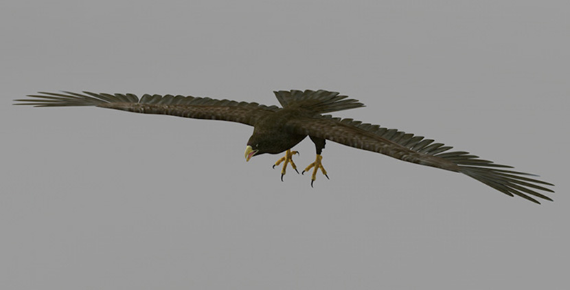 飞翔的老鹰C4D模型创意场景3D模型素材