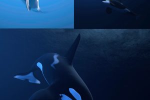 C4D卡通鲸鱼绑定动画模型创意场景3D模型素材