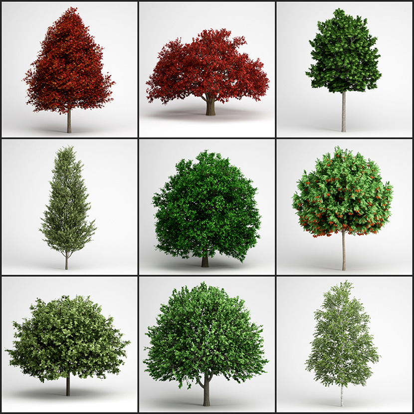 25个景观树木C4D模型