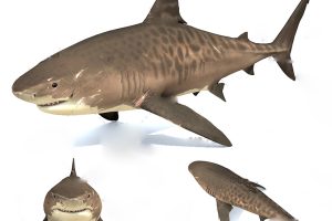 虎鲨C4D模型Tiger Shark游戏动画海洋生物创意场景3D素材