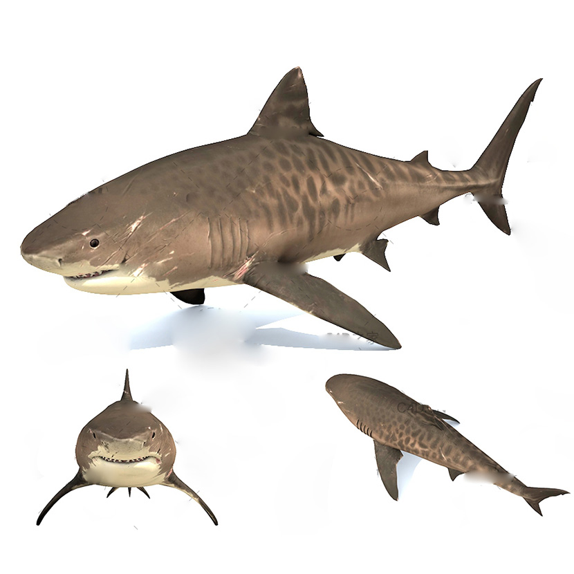 虎鲨C4D模型Tiger Shark游戏动画海洋生物创意场景3D素材