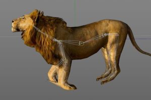 狮子lion绑定动作C4D模型创意场景3D模型素材