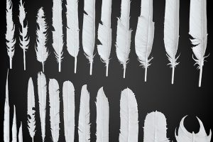 40个飞禽羽毛C4D模型3d素材blend合集Feathers卡通各种羽绒