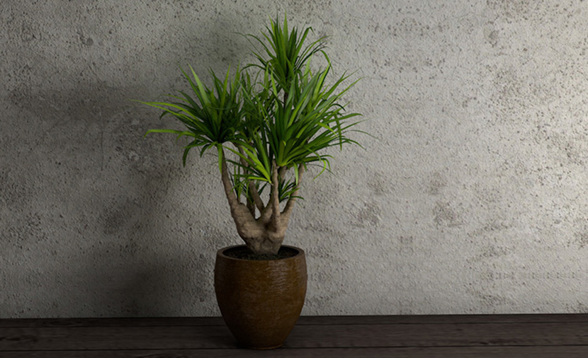10款室内装饰植物办公室盆景大叶龟背竹蒲葵发财树C4D模型