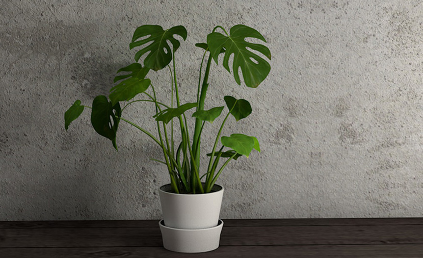 10款室内装饰植物办公室盆景大叶龟背竹蒲葵发财树C4D模型