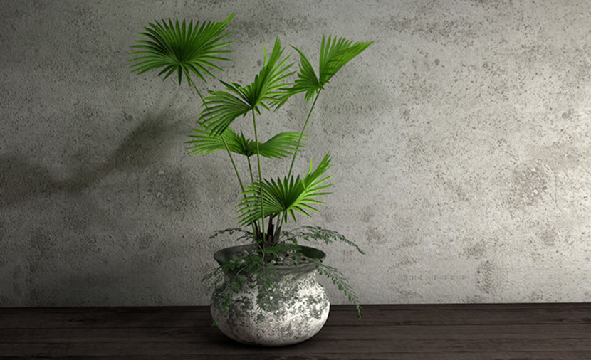 10款室内装饰植物办公室盆景大叶龟背竹蒲葵发财树C4D模型
