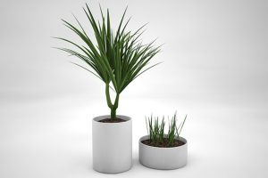 12款室内装饰植物芦荟多肉金桔C4D模型创意场景3D模型素材
