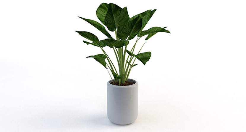 12款室内装饰植物芦荟多肉金桔C4D模型创意场景3D模型素材