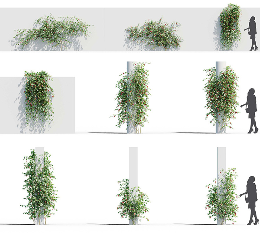 室外观赏爬山虎花草植物花藤C4D模型OC渲染器素材含贴图