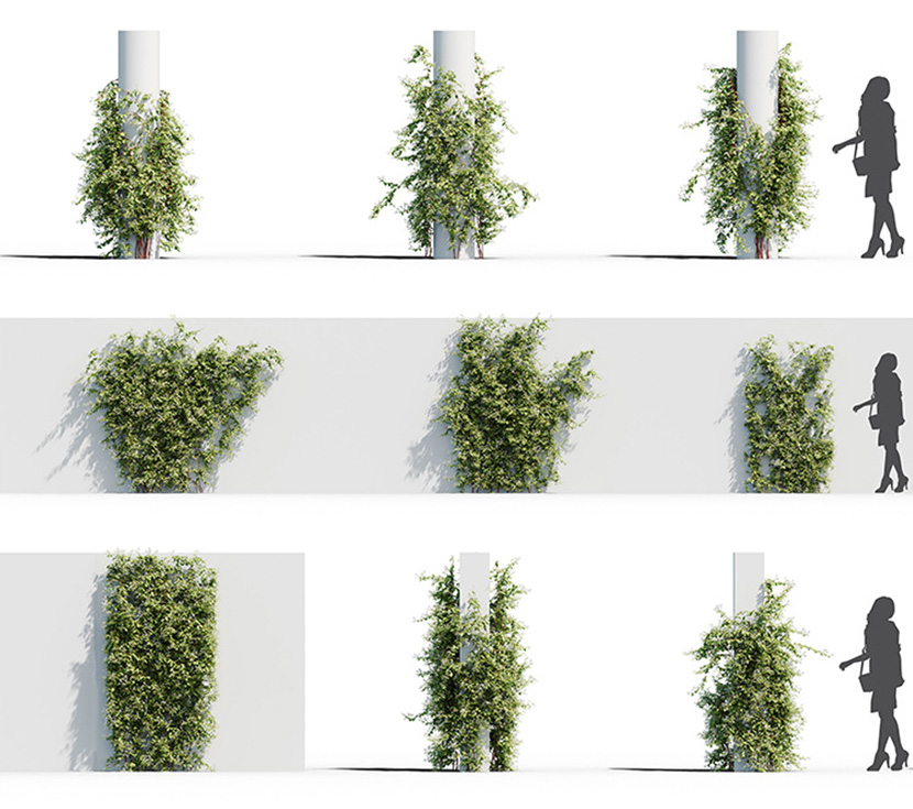 室外观赏爬山虎花草植物花藤C4D模型OC渲染器素材含贴图