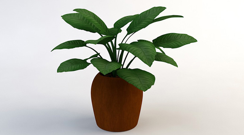 12款室内装饰植物凤尾竹滴水观音芦荟C4D模型创意场景3D素材