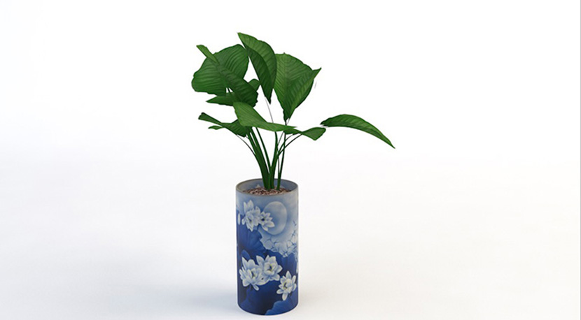 12款室内装饰植物凤尾竹滴水观音芦荟C4D模型创意场景3D素材