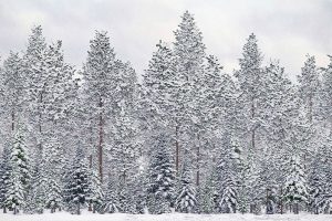 52个大雪覆盖的树木圣诞冬天树木C4D模型创意场景3D节日素材