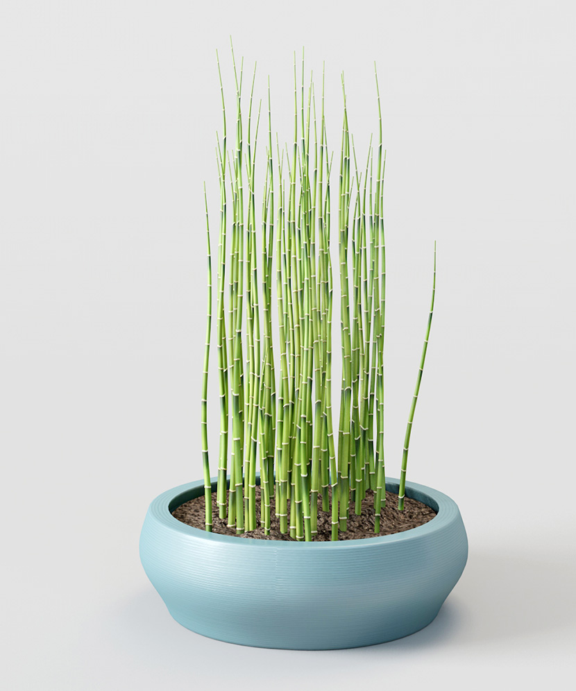 3款观赏竹盆景C4D模型C4D创意场景3D模型素材室内设计植物