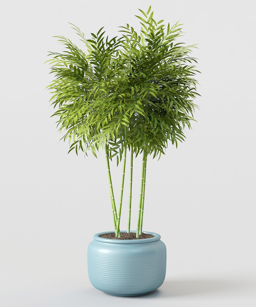 3款观赏竹盆景C4D模型C4D创意场景3D模型素材室内设计植物