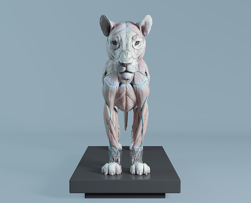 狮子肌肉解剖C4D模型