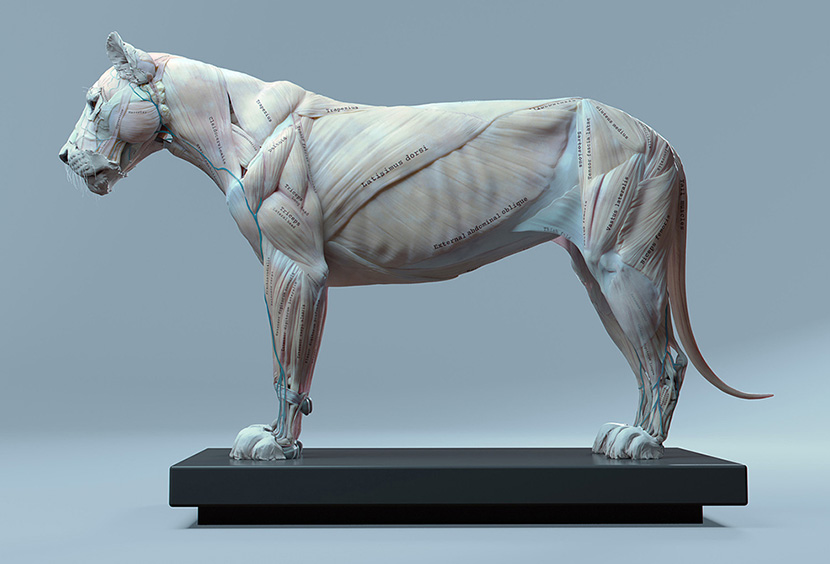 狮子肌肉解剖C4D模型