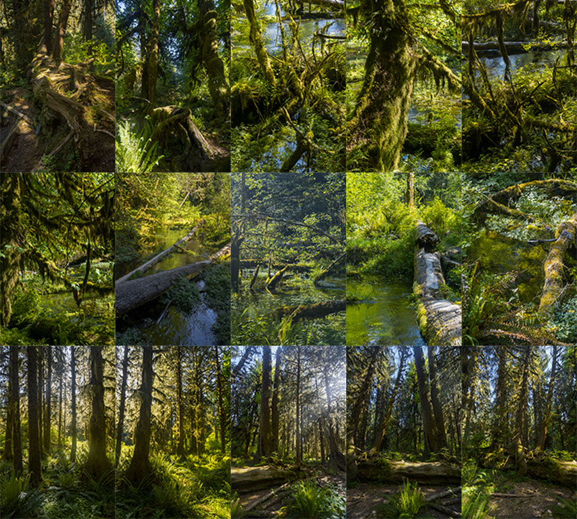 439幅高清原始森林热带雨林丛林冒险JPG图片苔藓茂林林间小溪