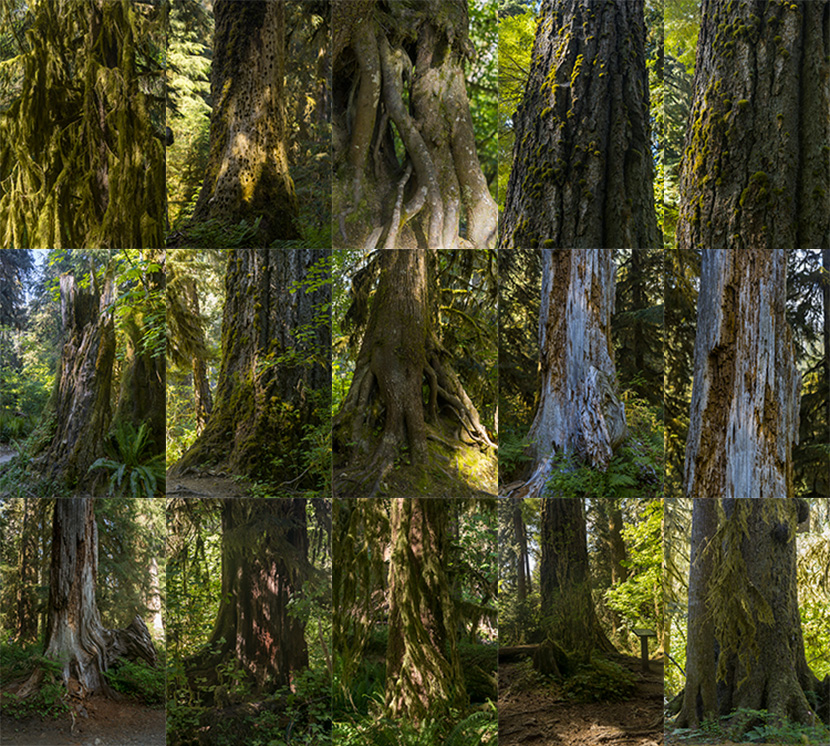 439幅高清原始森林热带雨林丛林冒险JPG图片苔藓茂林林间小溪