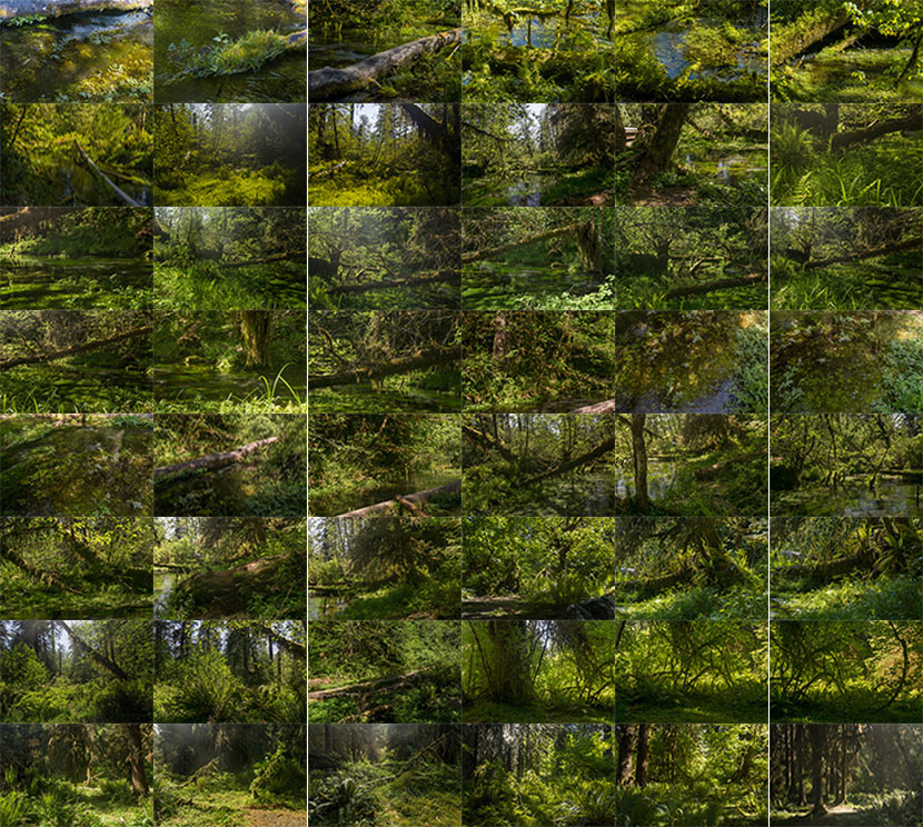 439幅高清原始森林热带雨林丛林冒险JPG图片苔藓茂林林间小溪