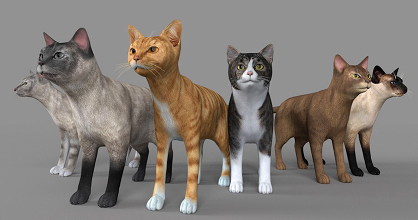 11只名贵宠物波斯猫猫C4D模型合集创意场景3D模型素材