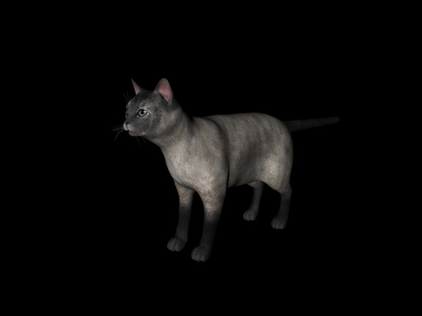 11只名贵宠物波斯猫猫C4D模型合集创意场景3D模型素材