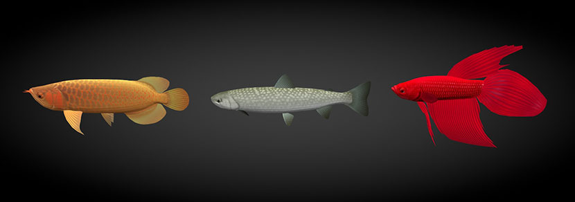 36条blend海洋热带鱼水族3d七彩鱼群C4D模型金鱼金龙鱼小丑鱼