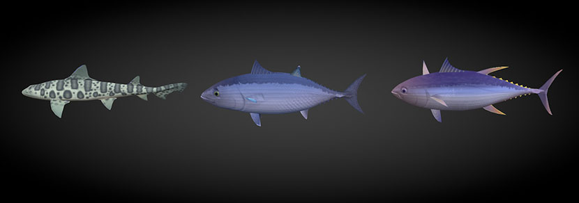36条blend海洋热带鱼水族3d七彩鱼群C4D模型金鱼金龙鱼小丑鱼