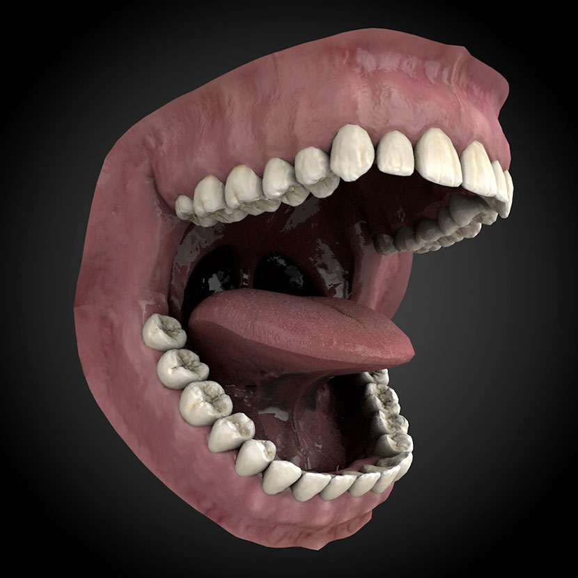 1套blend人类口腔嘴巴obj牙齿舌头C4D模型3d素材fbx科学道具