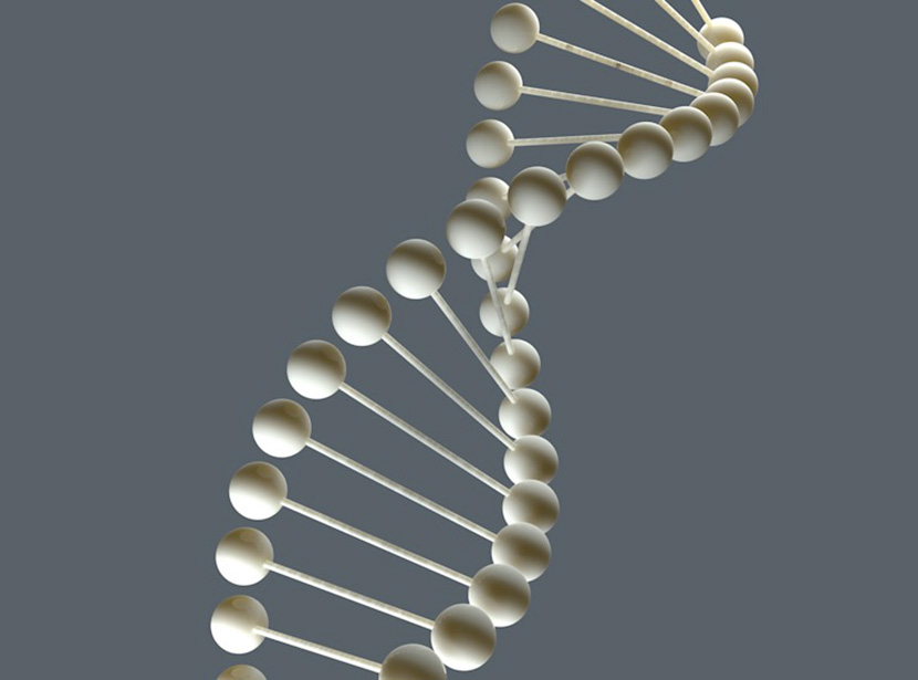 C4D DNA链模型