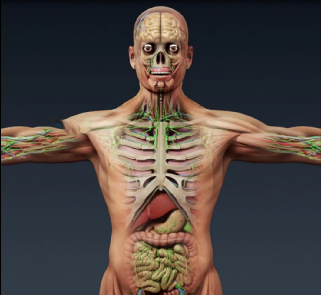 372期 -三维人体男性和女性完整解剖 人体器官肌肉骨骼内脏人体模型C4D模型器官模型