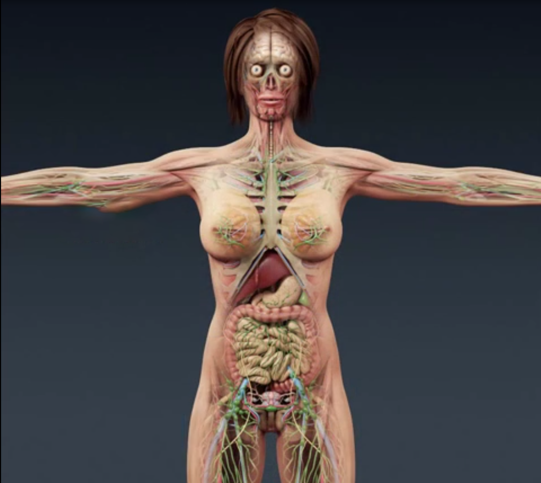 372期 -三维人体男性和女性完整解剖 人体器官肌肉骨骼内脏人体模型C4D模型器官模型