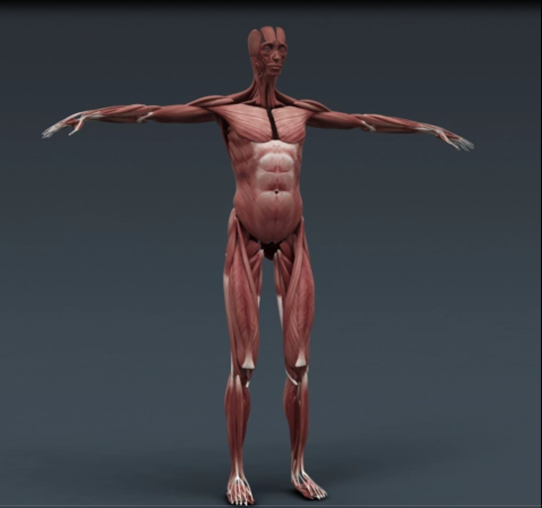 372期 -三维人体男性和女性完整解剖 人体器官肌肉骨骼内脏人体模型C4D模型器官模型