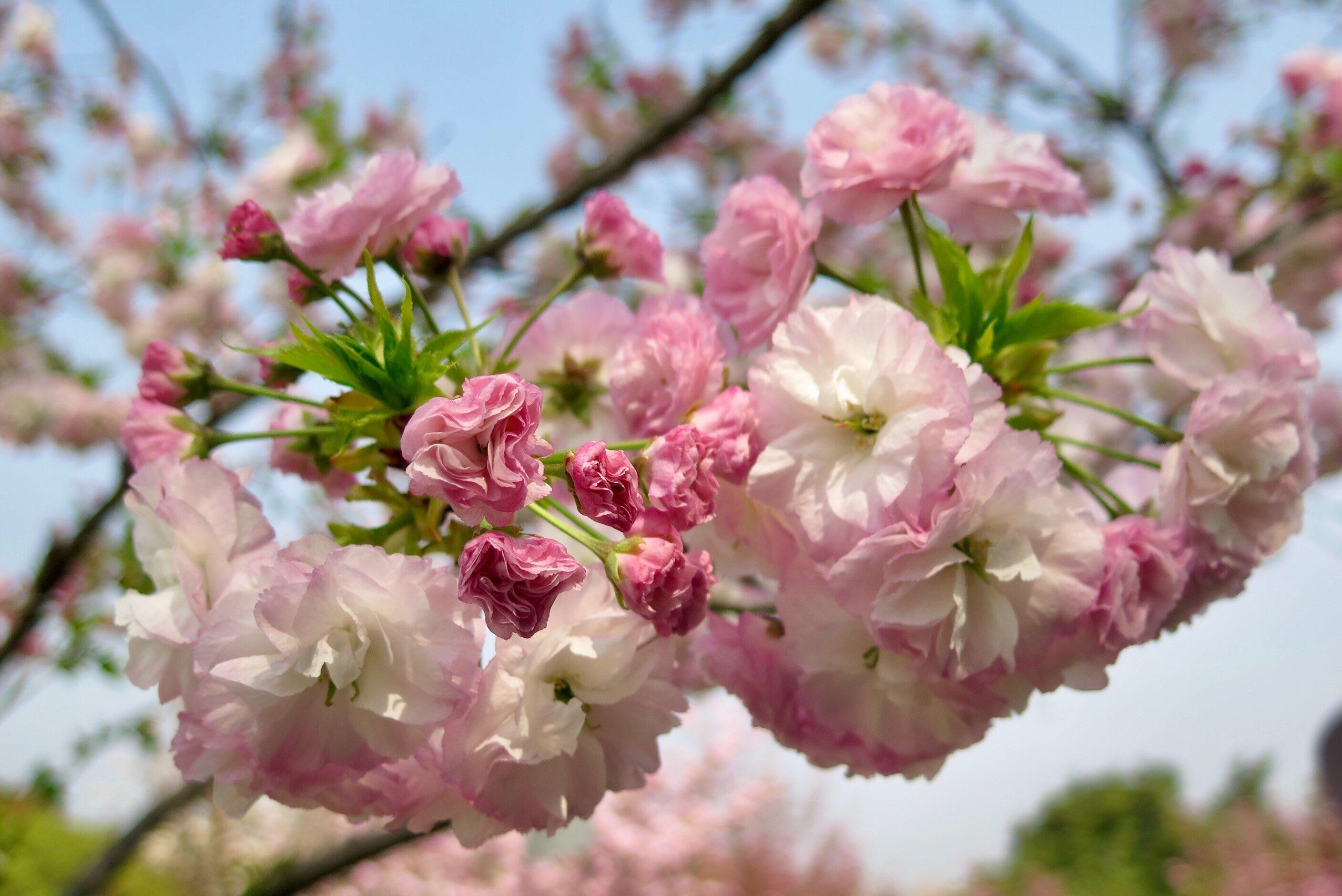 日本樱花品种赏樱图片